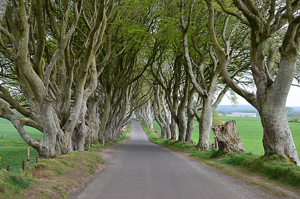 istock dark Hedges old Beech trees and road in Ireland 541827360