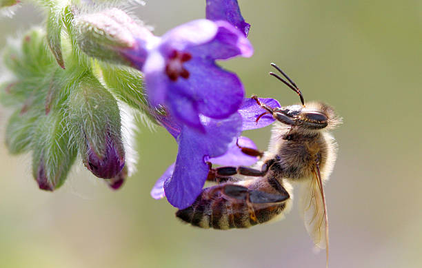istock bee at work on purple blossoms on sunny day. 541827384
