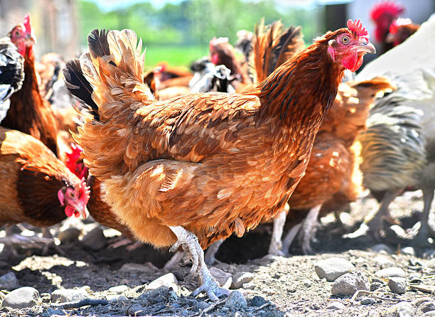 istock Chickens on traditional free range poultry farm 541827552