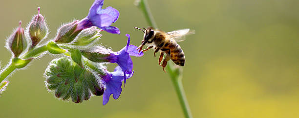 istock bee at work on purple blossoms on sunny day. 541827738