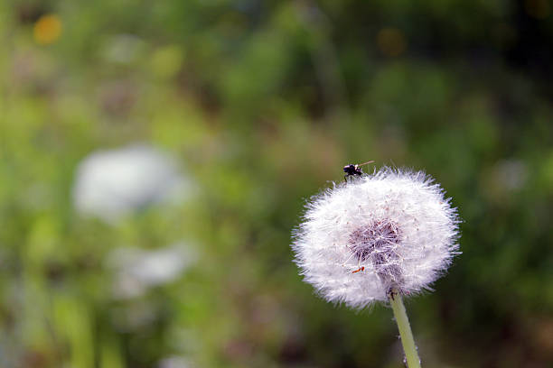 istock dandelion Taraxacum officinale flowers 541828500