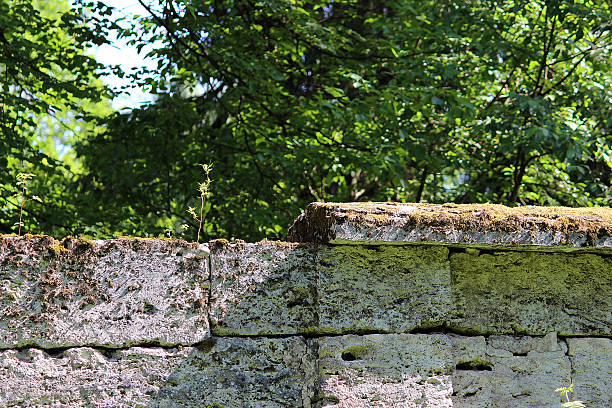 istock tree are growing in the wall near the park Sylvia 541828902