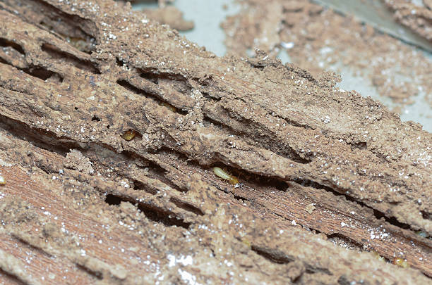 istock wooden walls are being eaten by termites. 541829536