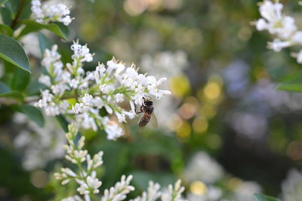 istock Bee feeding on privet flower 541829816