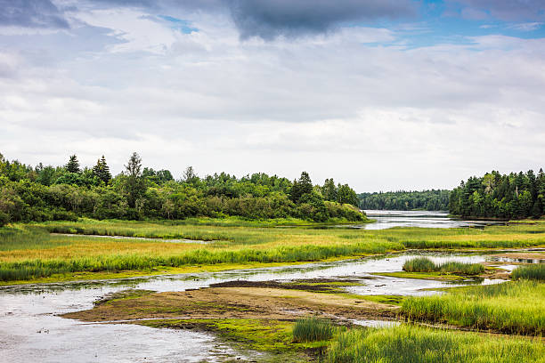 istock Kouchibouguac National Park wetland 541831204