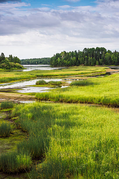 istock Kouchibouguac National Park wetland 541831288