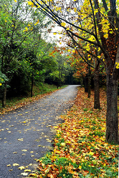 istock Autumnal scene with yellow, orange and red leaves on trees 541831462