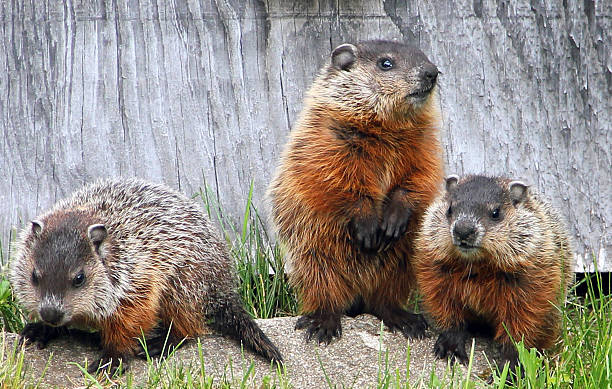 Free Stock Photo of A group of groundhogs in grass | Download Free ...