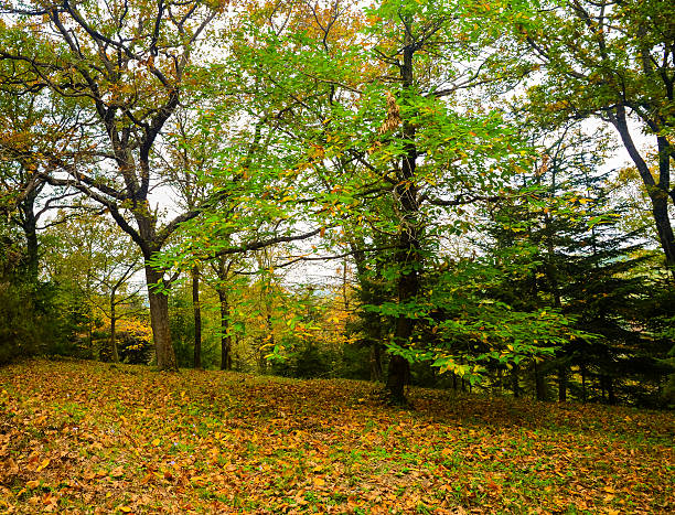 istock Autumnal scene with yellow, orange and red leaves on trees 541832362