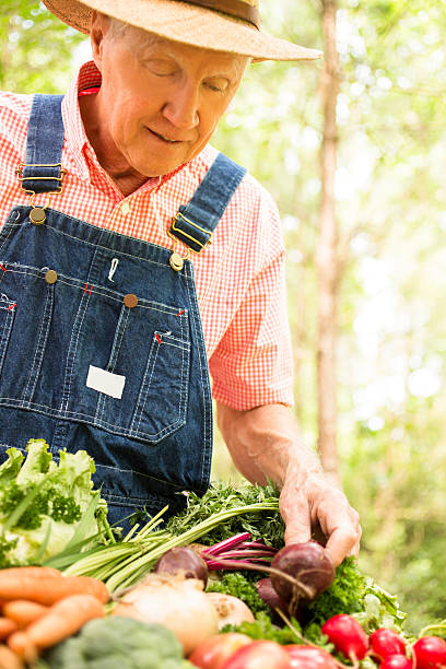 Senior adult, male farmer harvests organic vegetables.