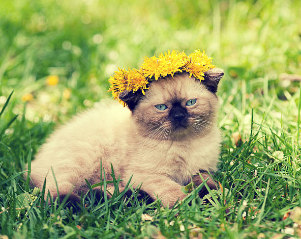 istock little kitten crowned chaplet from the dandelion flowers 541833584