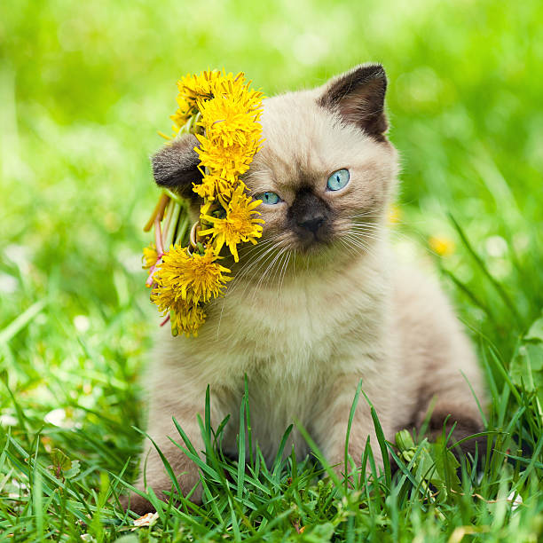 istock little kitten crowned chaplet from the dandelion flowers 541833608