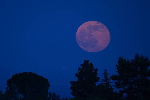 erdbeermond und kiefern - satellite dish stock-fotos und bilder