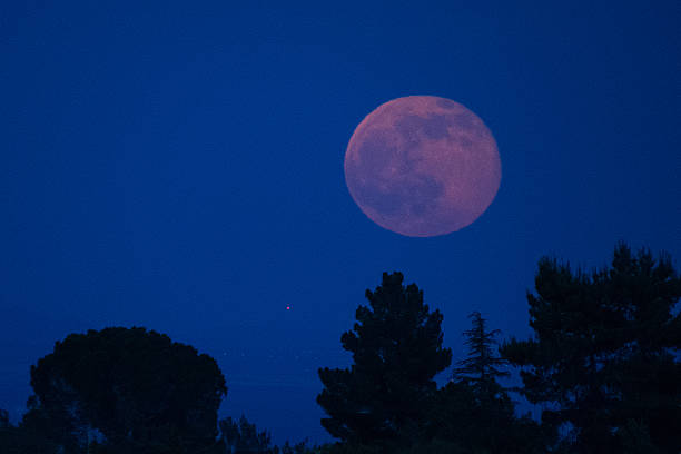 strawberry moon and pine trees - full moon audio imagens e fotografias de stock