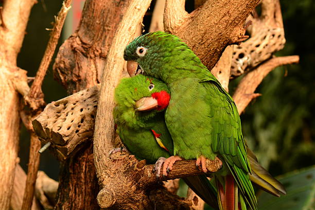 istock Green love bird parrots. 541834250