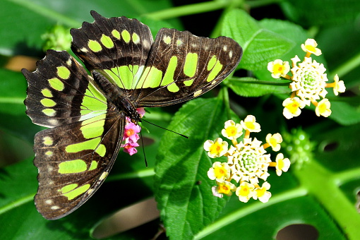 A pretty malachite butterfly lands on a flower in the gardens.