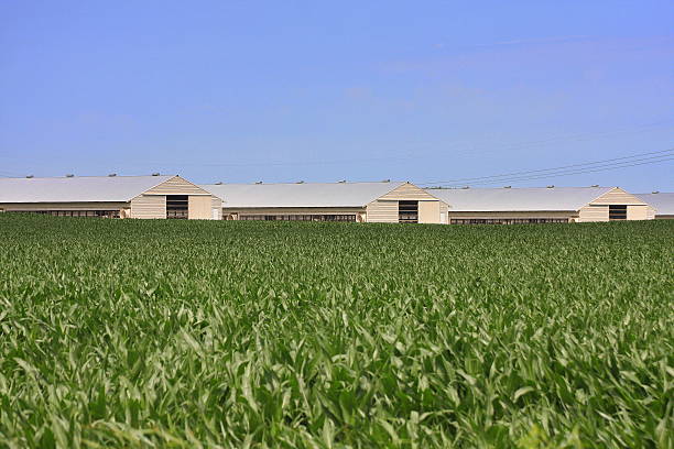 istock Turkey Barns Near an Iowa Cornfield 541834650