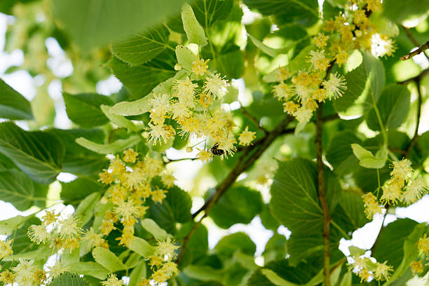 Blooming linden, lime tree in bloom stock photo