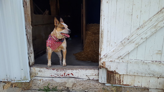 This lively red heeler cattle dog is scanning the farm from her vantage point in the barn door. 