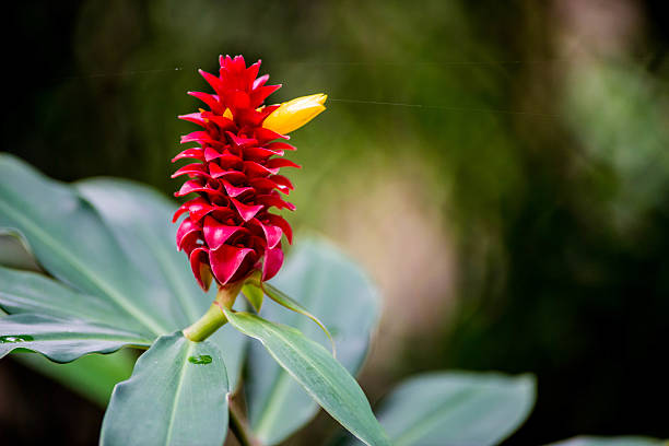 Yellow growth seen on a beautiful red spiked flower.  I don't even know the name of this flower but I can tell you it's pretty and if you buy this photograph you will have ten years of good luck.