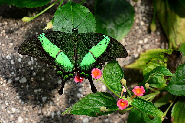 Emerald Swallowtail butterfly A pretty green butterfly lands in the butterfly gardens for a visit. papilio palinurus stock pictures, royalty-free photos & images