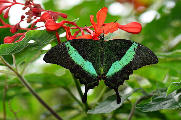 Emerald Swallowtail butterfly A pretty swallowtail butterfly lands on a pretty flower in the gardens for a nectar lunch. papilio palinurus stock pictures, royalty-free photos & images