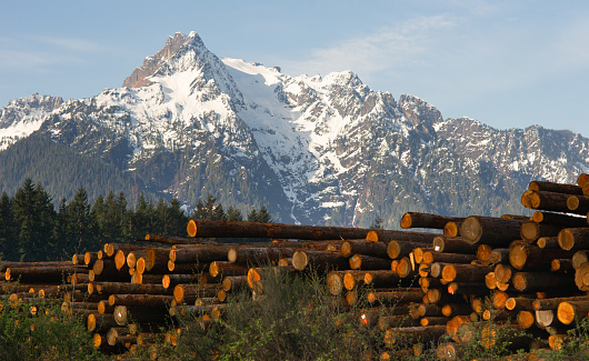 Logs wait to be processed near the base of Whitehorse Mountain in the North Cascades