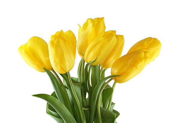 istock Bouquet of yellow tulips on white background 541837098