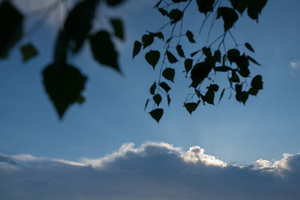 Birch branches against a background of evening sky with clouds.