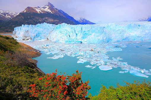 Bright Moreno Glacier, flowers, ice floe, Lake Argentina, Patagonia, El Calafate