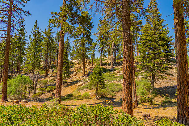 istock Pine tree forest at Big Bear Lake in Southern California(P) 541839770
