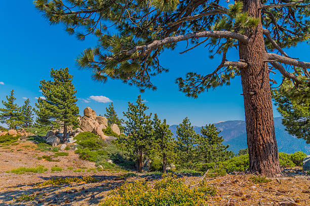 istock Pine tree forest at Big Bear Lake in Southern California 541839962