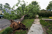 Toppled Tree on Residential Street