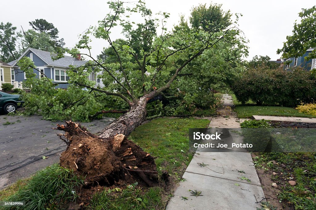 Toppled Tree on Residential Street Toppled tree on residential street due to violent Virginia windstorm thunderstorm. Horizontal. Tree Stock Photo