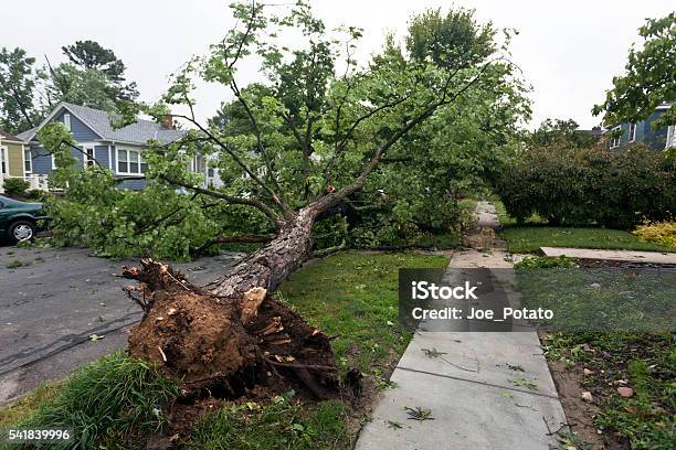 Toppled Tree On Residential Street Stock Photo - Download Image Now - Tree, Damaged, Storm