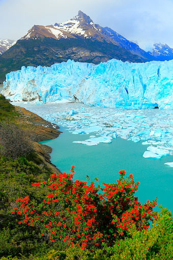 Bright Moreno Glacier, flowers, ice floe, Lake Argentina, Patagonia, Calafate