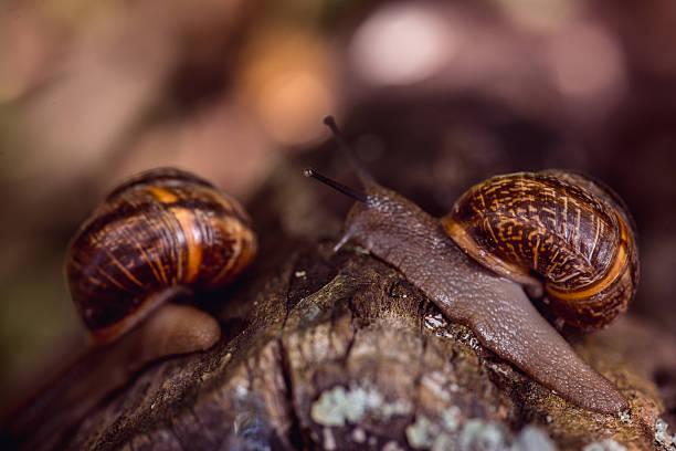 istock Couple of Grape snails crawling along the path in the 541840636