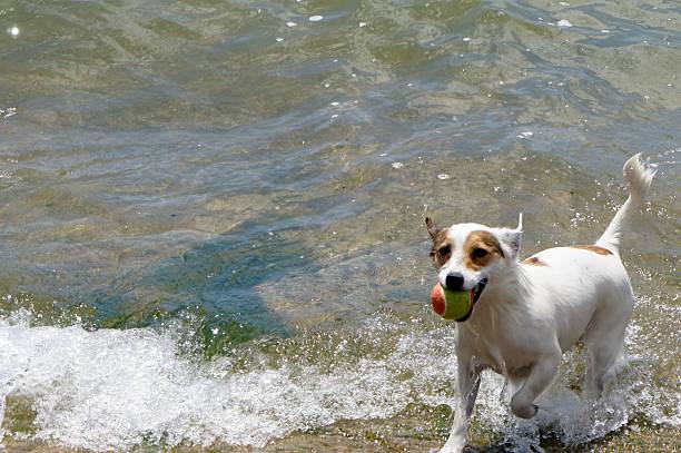 istock Jack Russel Terrier with Tennis Ball in Lake 541841096