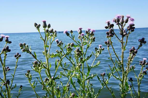 Milk Thistle, Purple Flowers by Lake St. Clair in Michigan