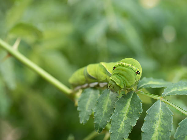 istock Larva of swallowtail 541841938