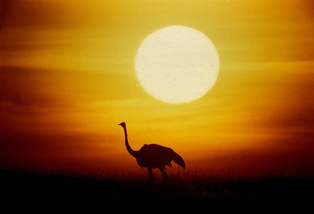 A closeup shot of an ostrich head. Birds concept