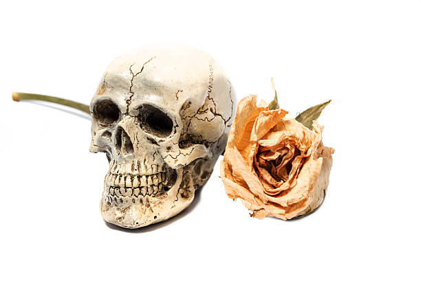 istock old rose with death skull 541845424