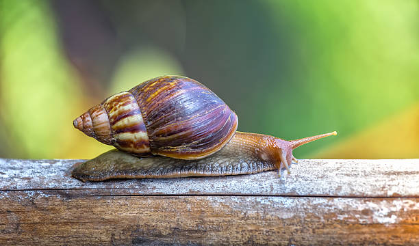 lumache che raggiungono un foraggiamento bastone - snail escargot animal speed foto e immagini stock