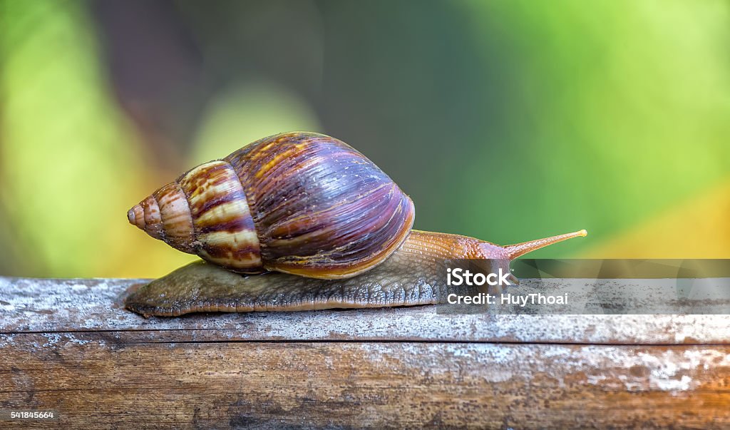 Snails reaching a stick foraging Own garden snail is crawling on a stick foraging slowly showing modest lifestyle slowly but surely of reptile species Escargot Stock Photo