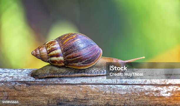 Snails Reaching A Stick Foraging Stock Photo - Download Image Now - Escargot, Snail, Boredom