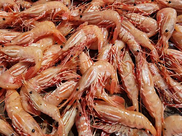 Alaska Shrimp stock photo