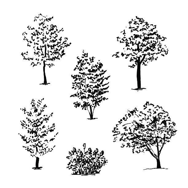 illustrazioni stock, clip art, cartoni animati e icone di tendenza di gruppo di disegnato a mano libera albero schizzi - tree silhouette elm tree vector