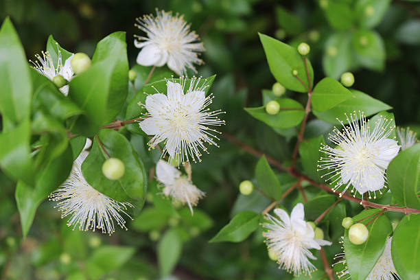 myrtle,myrtus,myrthen