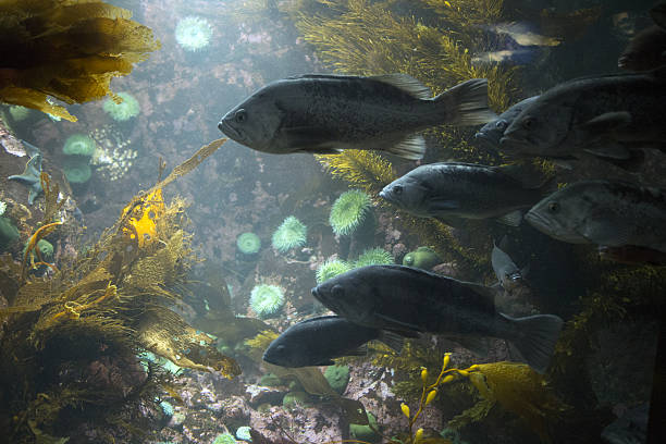istock School of Black Rockfish 541846858