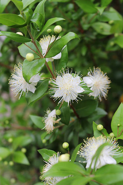 istock myrtle,myrtus,myrthen 541846944